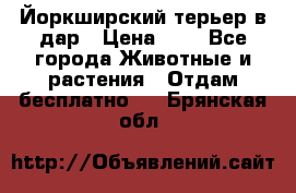 Йоркширский терьер в дар › Цена ­ 1 - Все города Животные и растения » Отдам бесплатно   . Брянская обл.